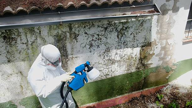 Trusted Mold Remediation service in North Miami Beach, FL - Cheap Mold Removal